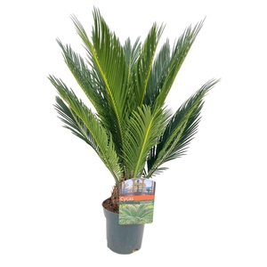 Cycas revoluta