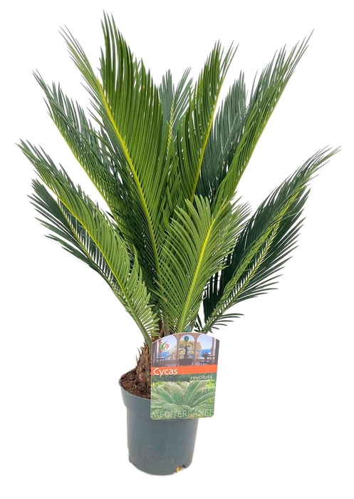 <h4>Cycas revoluta</h4>