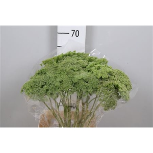 Ammi Vis Green Mist