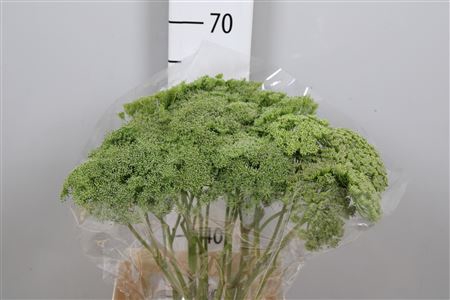<h4>Ammi Vis Green Mist</h4>