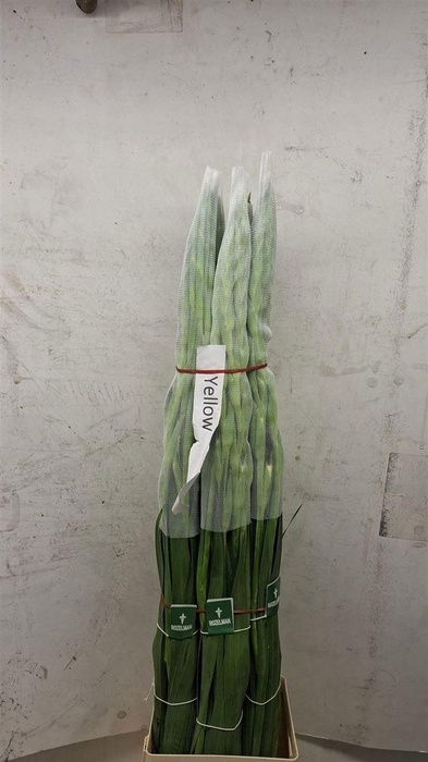 <h4>GLAD GR BANANARAMA</h4>