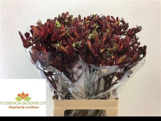 <h4>Anigoz Early Spring</h4>