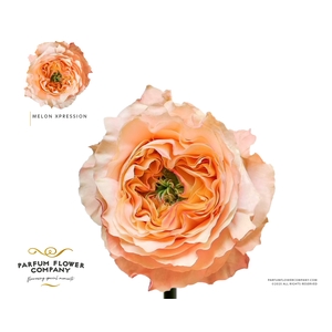 Rosa Garden Melon Xpression