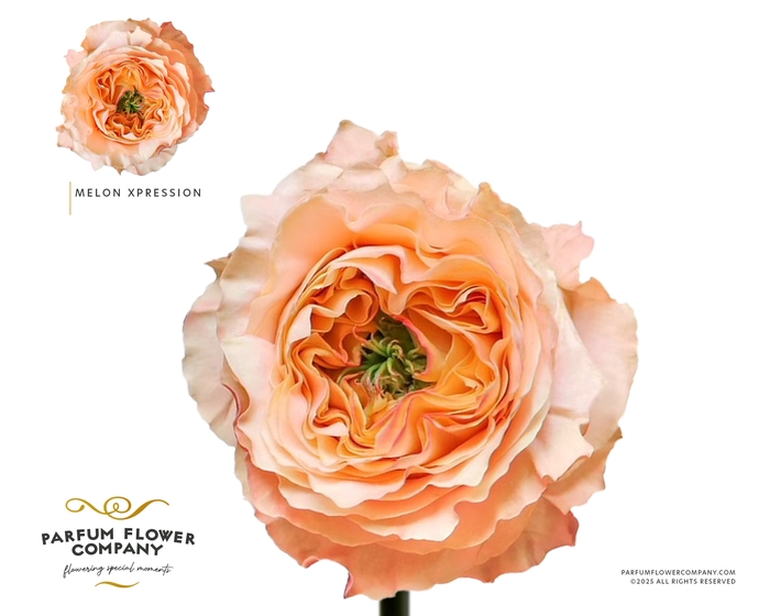 <h4>Rosa Garden Melon Xpression</h4>