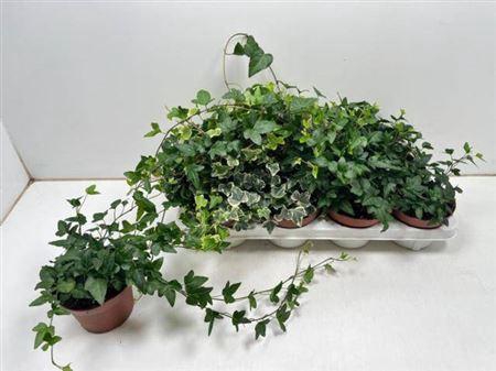 <h4>Hed He Gem 3 Srt</h4>