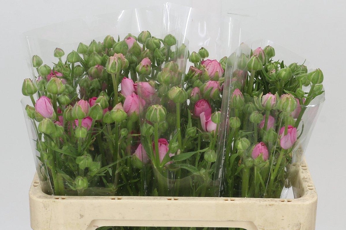 Ranunculus Moderna Dolce