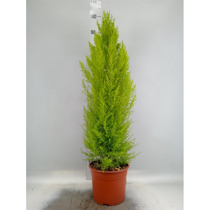 <h4>Cupressus macro. 'Goldcrest Wilma'</h4>