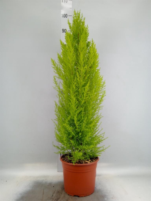 Cupressus macro. 'Goldcrest Wilma'