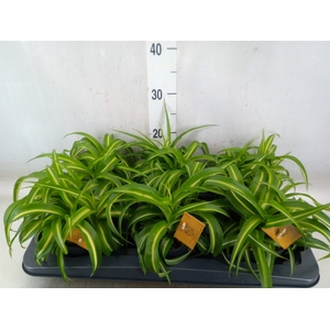 Chlorophytum com. 'Bonnie'