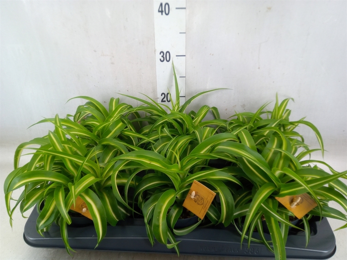<h4>Chlorophytum com. 'Bonnie'</h4>