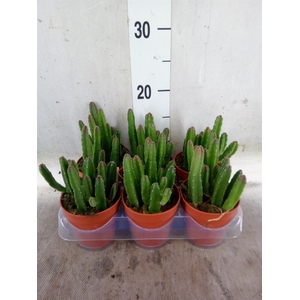Stapelia leendertziae