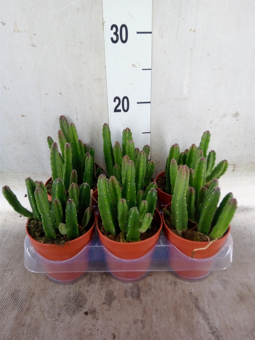 <h4>Stapelia leendertziae</h4>