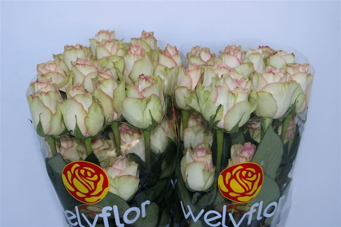 <h4>R Gr Esperance Ll</h4>