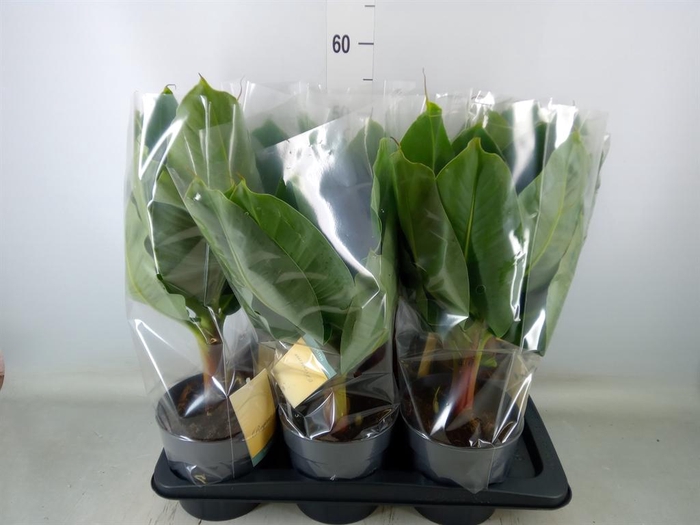 <h4>Musa  'Tropicana'</h4>