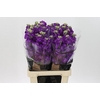 Matth Impala Purple