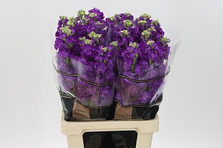 Matth Impala Purple