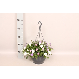 Hangpot 23 cm Viola cornuta Blue, White, Pink