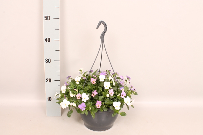 <h4>Hangpot 23 cm Viola cornuta Blue, White, Pink</h4>