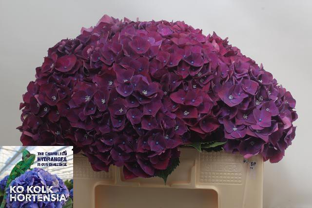 <h4>HYDR M CH MON AMO PA</h4>