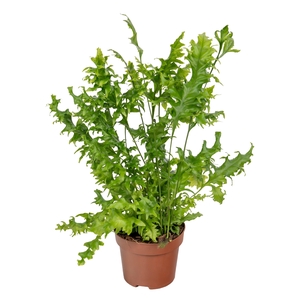 PHYM SC HAWAI SUNSHI