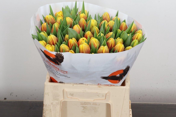 <h4>Tu Du Vuelta</h4>