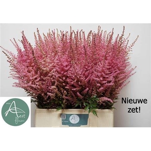 Astilbe C Romanze