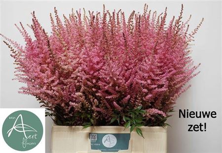<h4>Astilbe C Romanze</h4>
