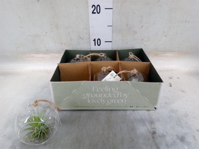 <h4>Arr.  Tillandsia L%</h4>