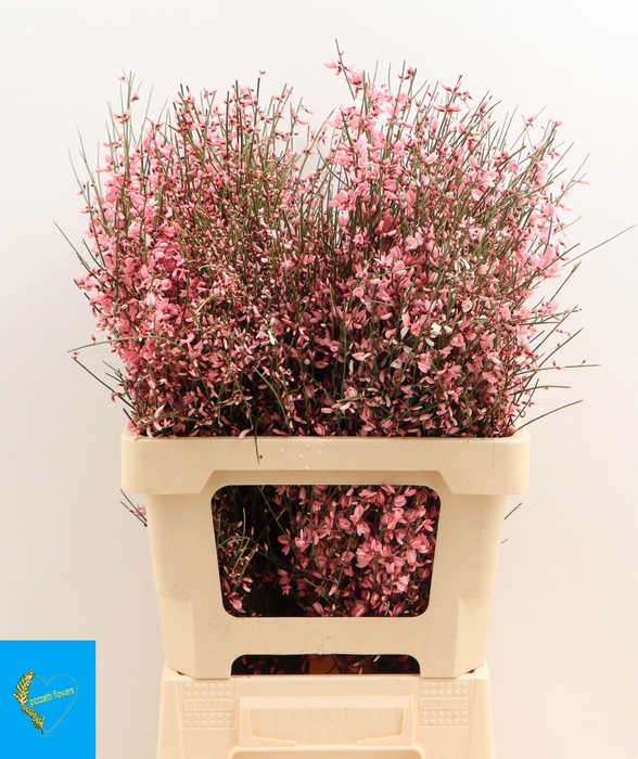 <h4>GENISTA KLB BS H%</h4>