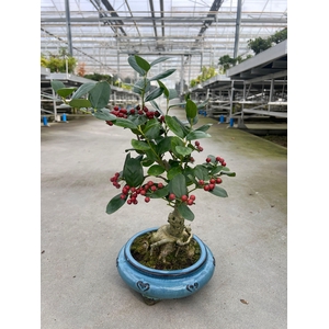 Ilex fortunei