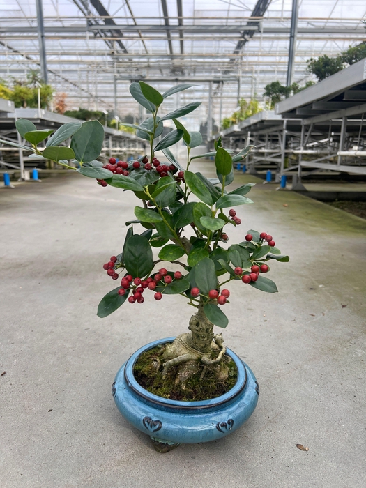 <h4>Ilex fortunei</h4>