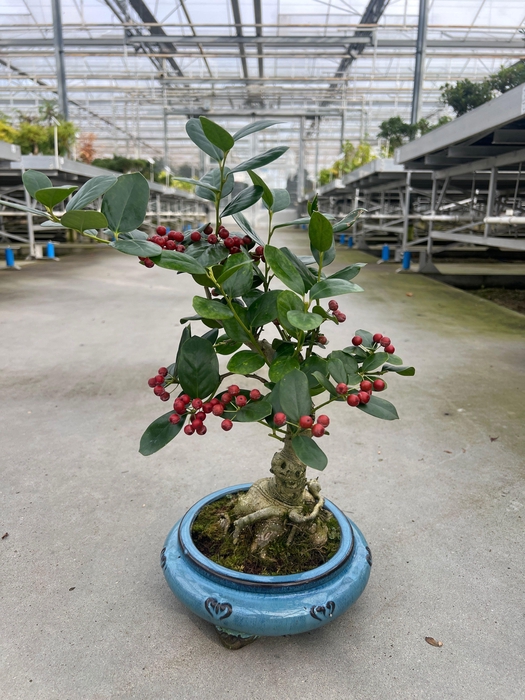 <h4>Ilex fortunei</h4>