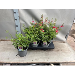 SALVIA MICROPHYLLA