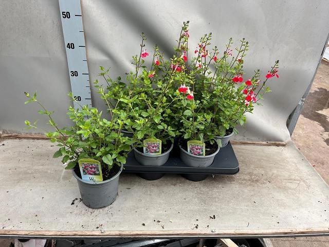 <h4>SALVIA MICROPHYLLA</h4>