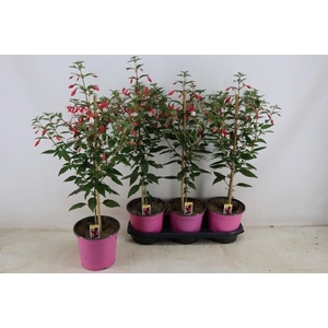 FUCHSIA OV