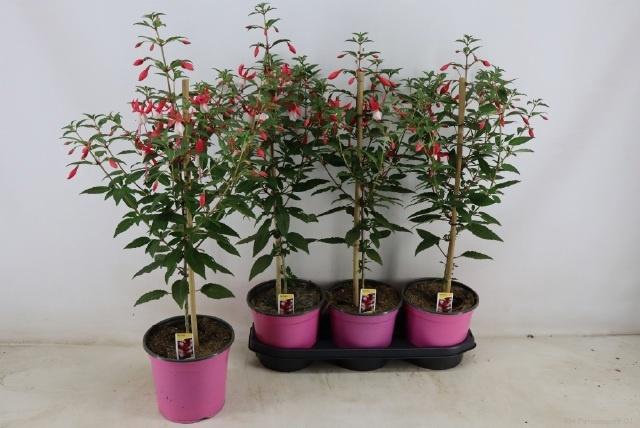 <h4>FUCHSIA OV</h4>