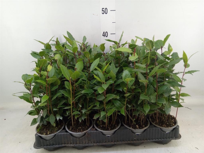 <h4>Laurus nobilis</h4>