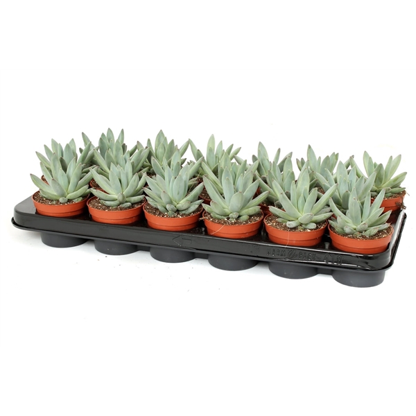 <h4>Echeveria x hookeri 8,5 cm</h4>