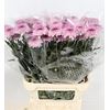 Chrys Gp Captiva Purple