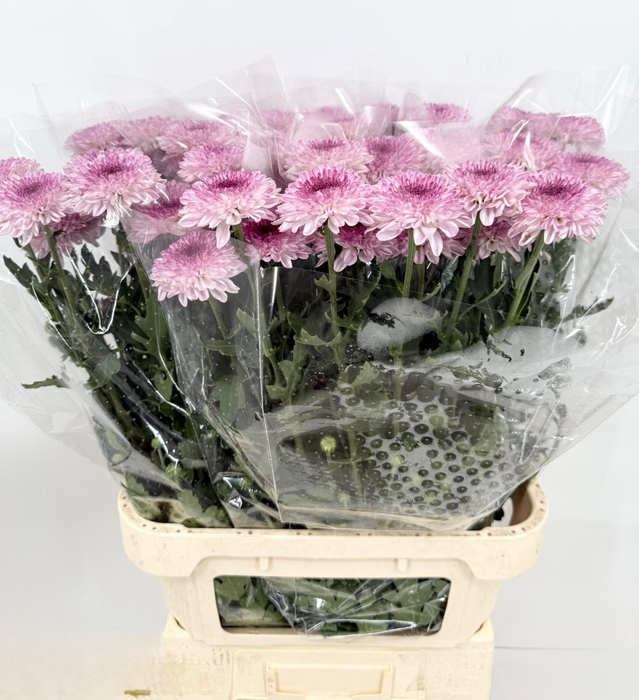 Chrys Gp Captiva Purple