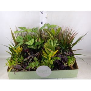 Planten  ..mix