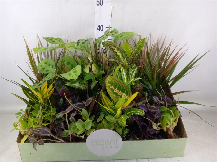 <h4>Planten  ..mix</h4>