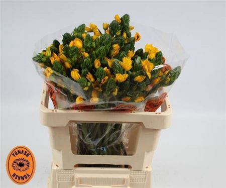 <h4>Ornit Db Yellow Asa</h4>