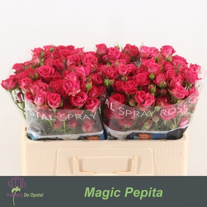 R Tr Magic Pepita Opstal