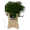 ASP SET EXTRA VEREN