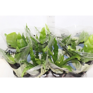 ASPLENIUM VARIADO P14