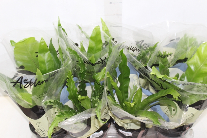 <h4>ASPLENIUM VARIADO P14</h4>