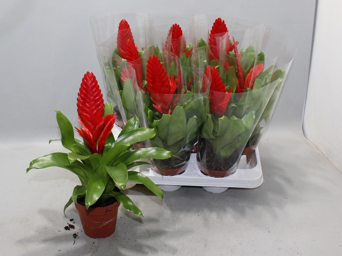 <h4>VRIES KALLISTO P</h4>