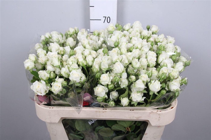 <h4>R Tr Miss Bombastic</h4>