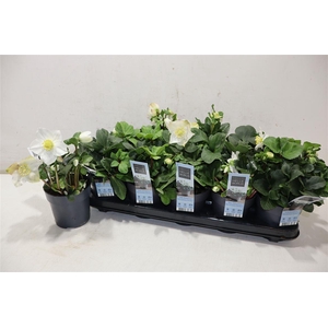 arr8 Hell Ni Chr Carol